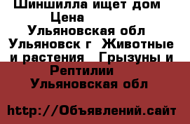 Шиншилла ищет дом › Цена ­ 1 800 - Ульяновская обл., Ульяновск г. Животные и растения » Грызуны и Рептилии   . Ульяновская обл.